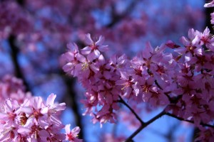 Photo by Toni Josephson