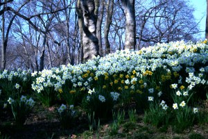 Photo by Toni Josephson Daffodil Hill