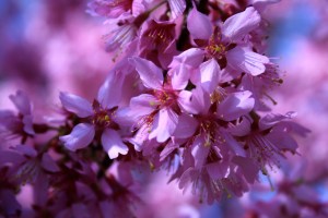 Photo by Toni Josephson