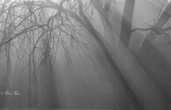 tree and fog